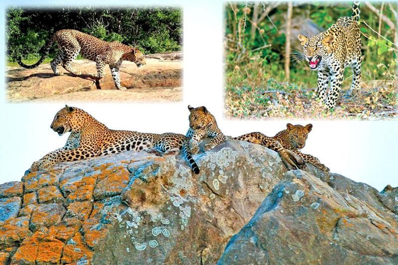 Yala Leopard Mobile Camp Ξενοδοχείο Εξωτερικό φωτογραφία