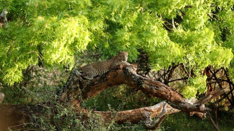 Yala Leopard Mobile Camp Ξενοδοχείο Εξωτερικό φωτογραφία
